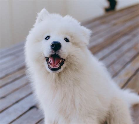 Fluffy dog. Things To Know About Fluffy dog. 